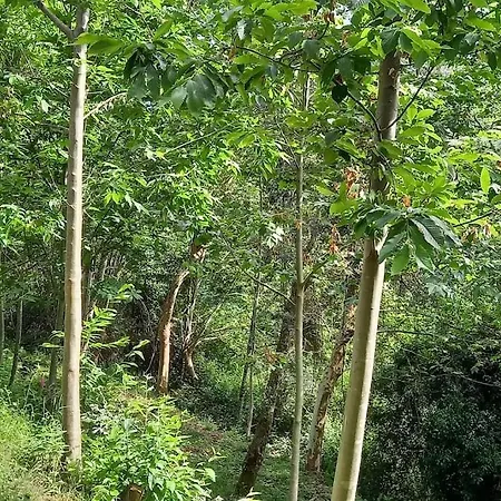 Quinta Pomar Do Pontido בית נופש