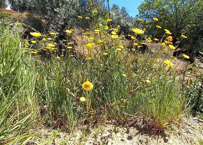 Quinta Pomar Do Pontido בית נופש